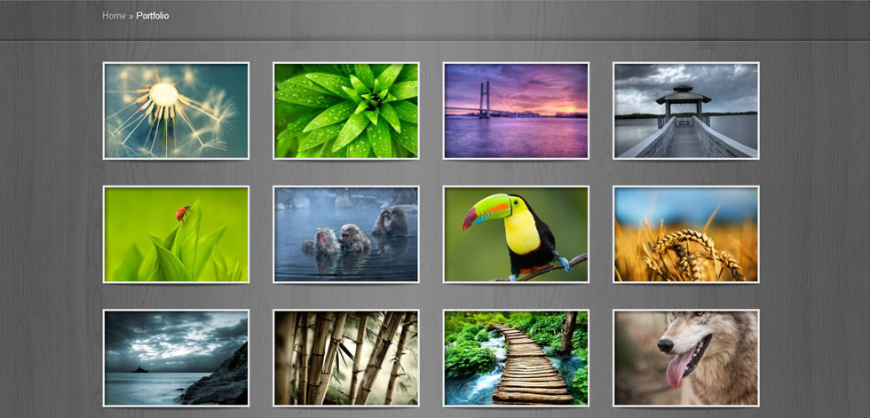 Portfolio
